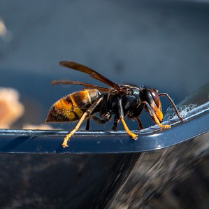pest control wasp in mooroolbark